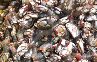 Percebes do Roncudo