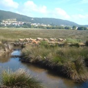 Xuncal