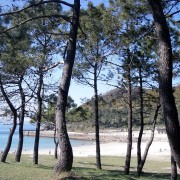 O pinar de Balars