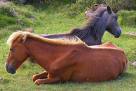 Cabalos salvaxes Cabalos salvaxes